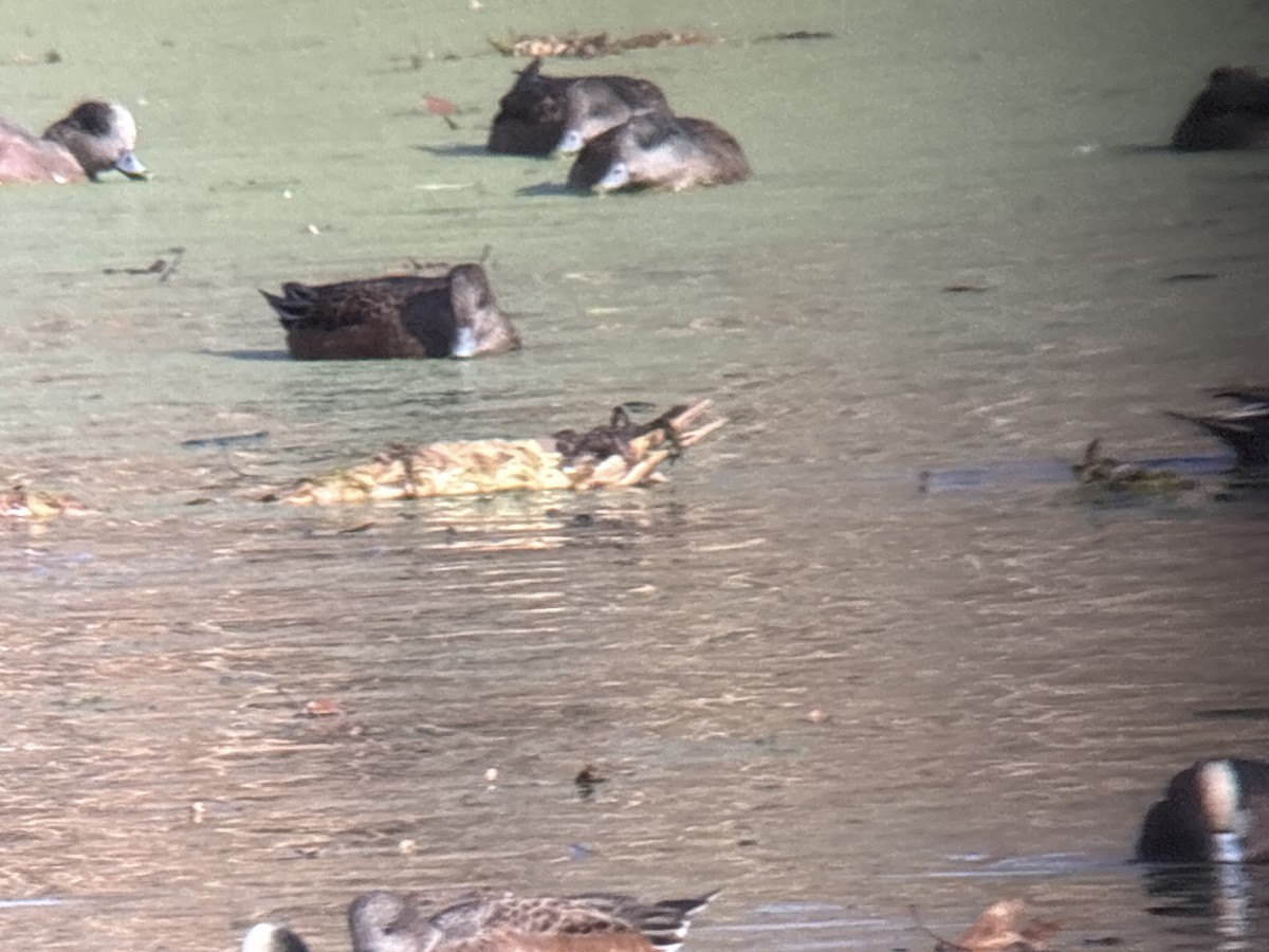 Eurasian Wigeon - ML646002022