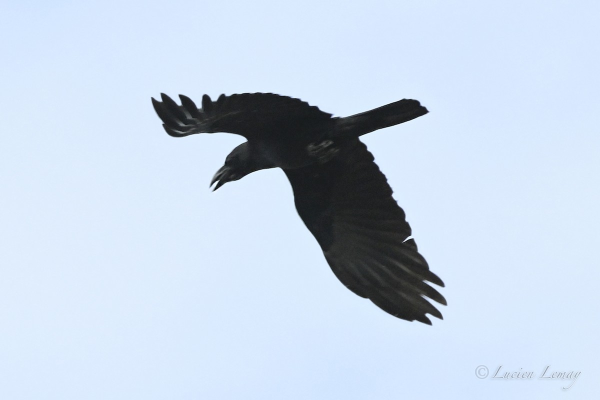 Ворона великодзьоба - ML646002025