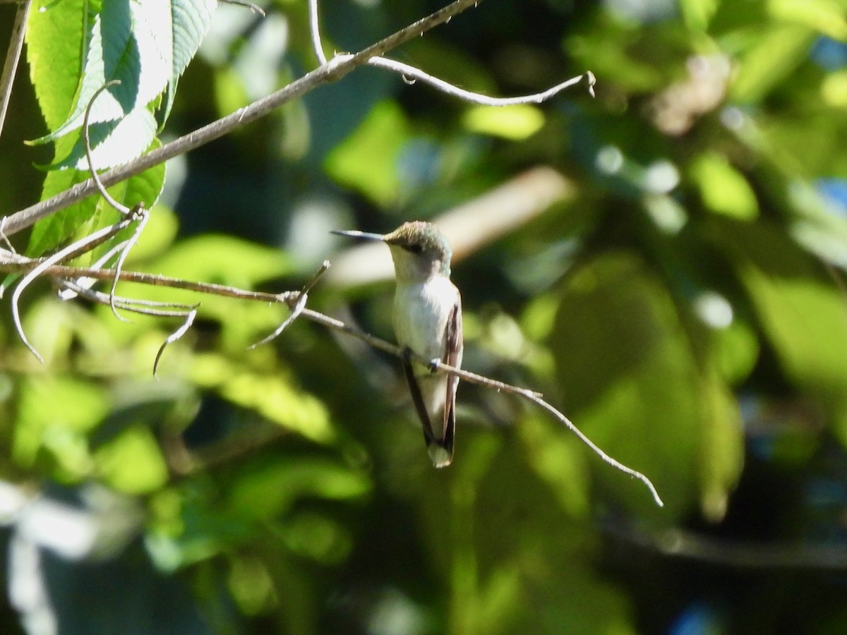 Ruby-throated Hummingbird - ML646002026