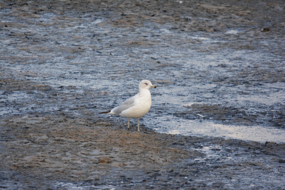 Ring-billed Gull - ML646002027