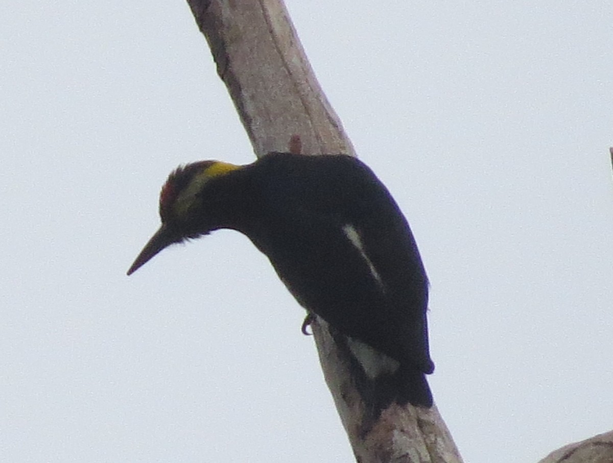 Sarı Kaşlı Ağaçkakan - ML646002029