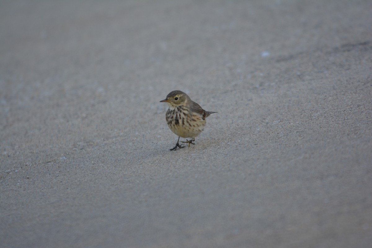 American Pipit - ML646002033