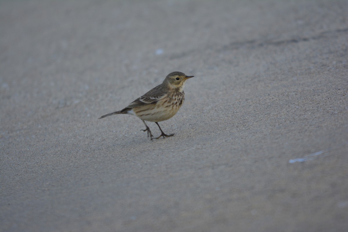 American Pipit - ML646002034
