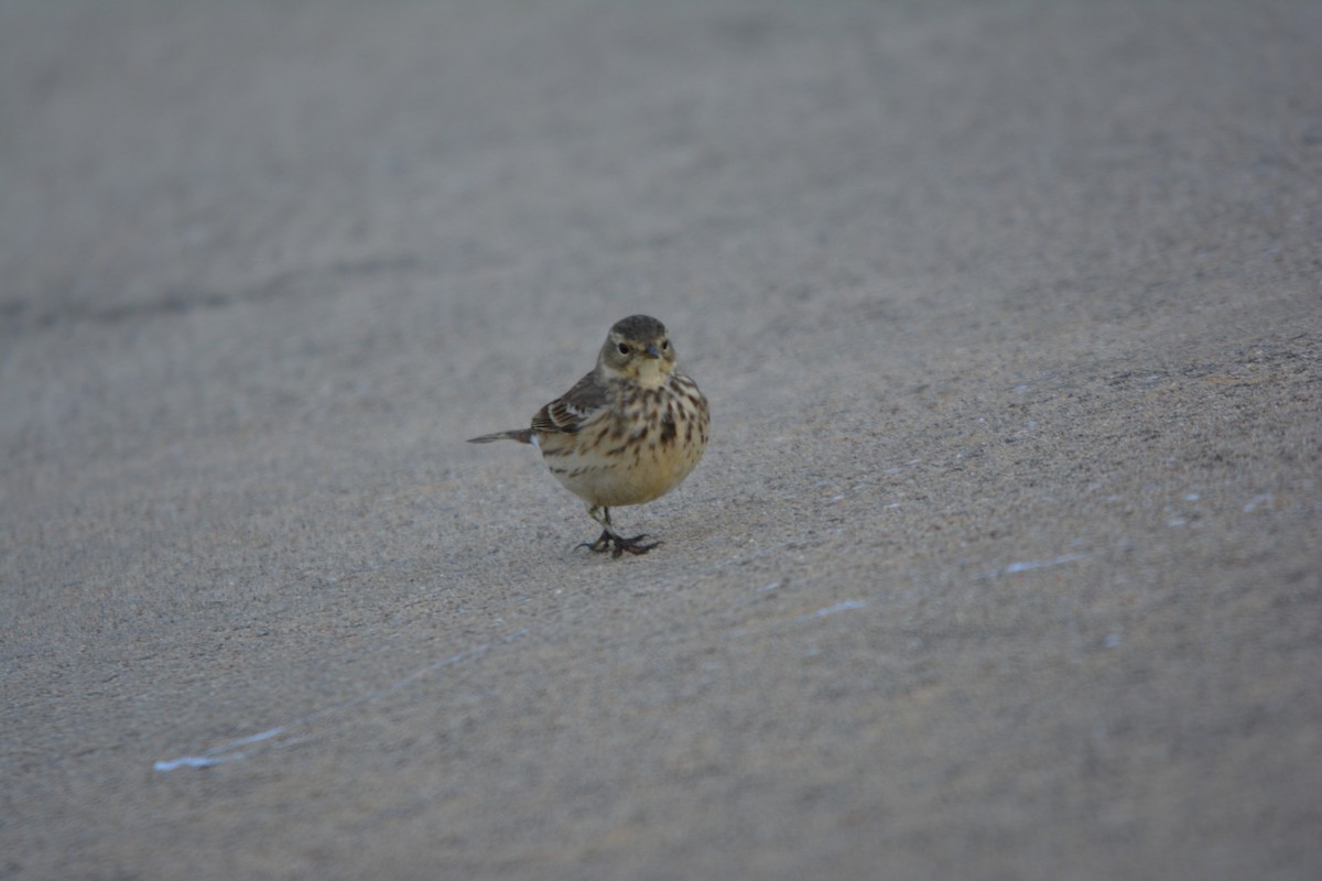 American Pipit - ML646002035