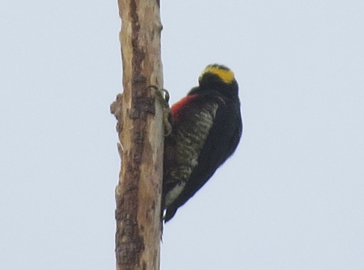 Sarı Kaşlı Ağaçkakan - ML646002038