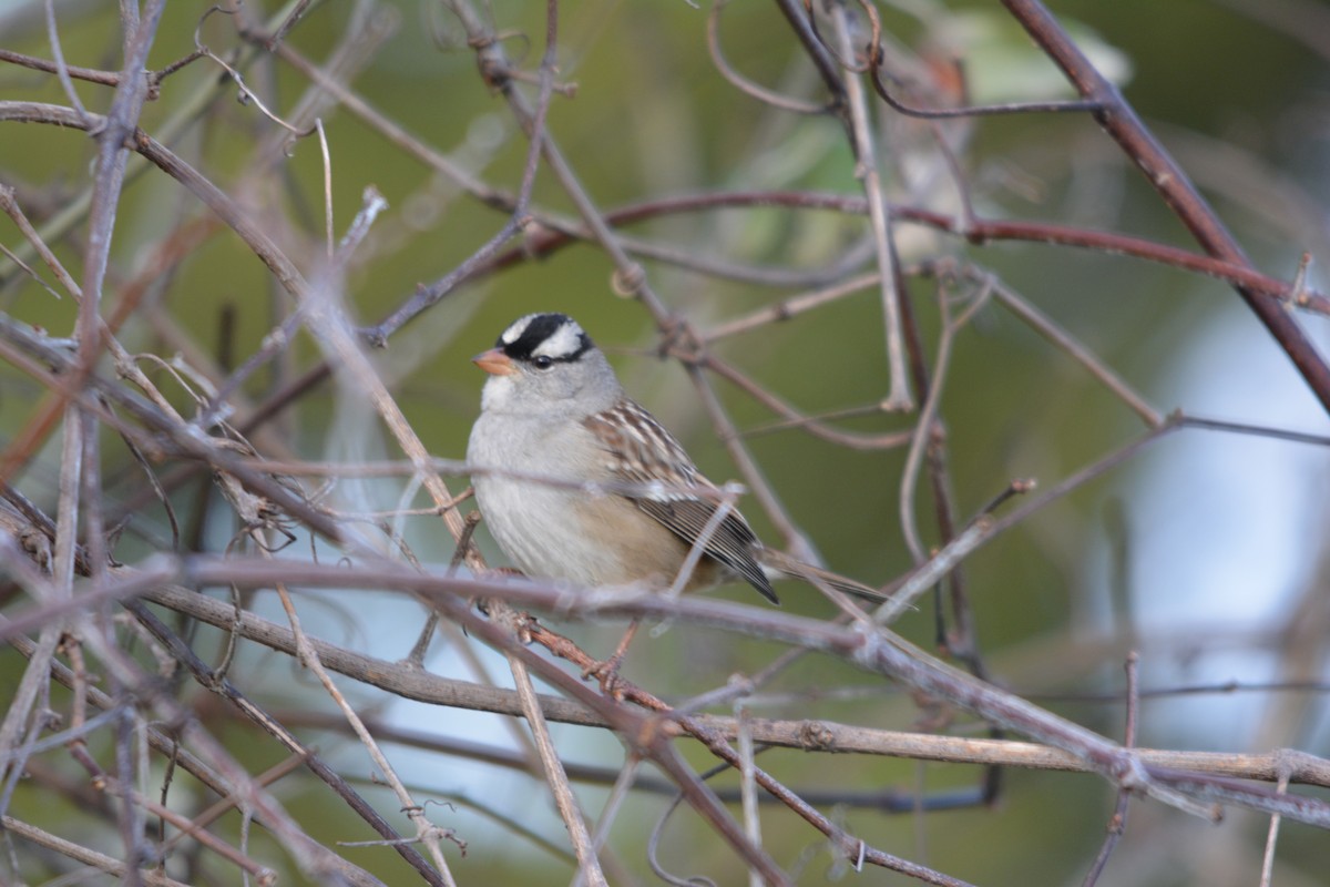White-crowned Sparrow - ML646002044