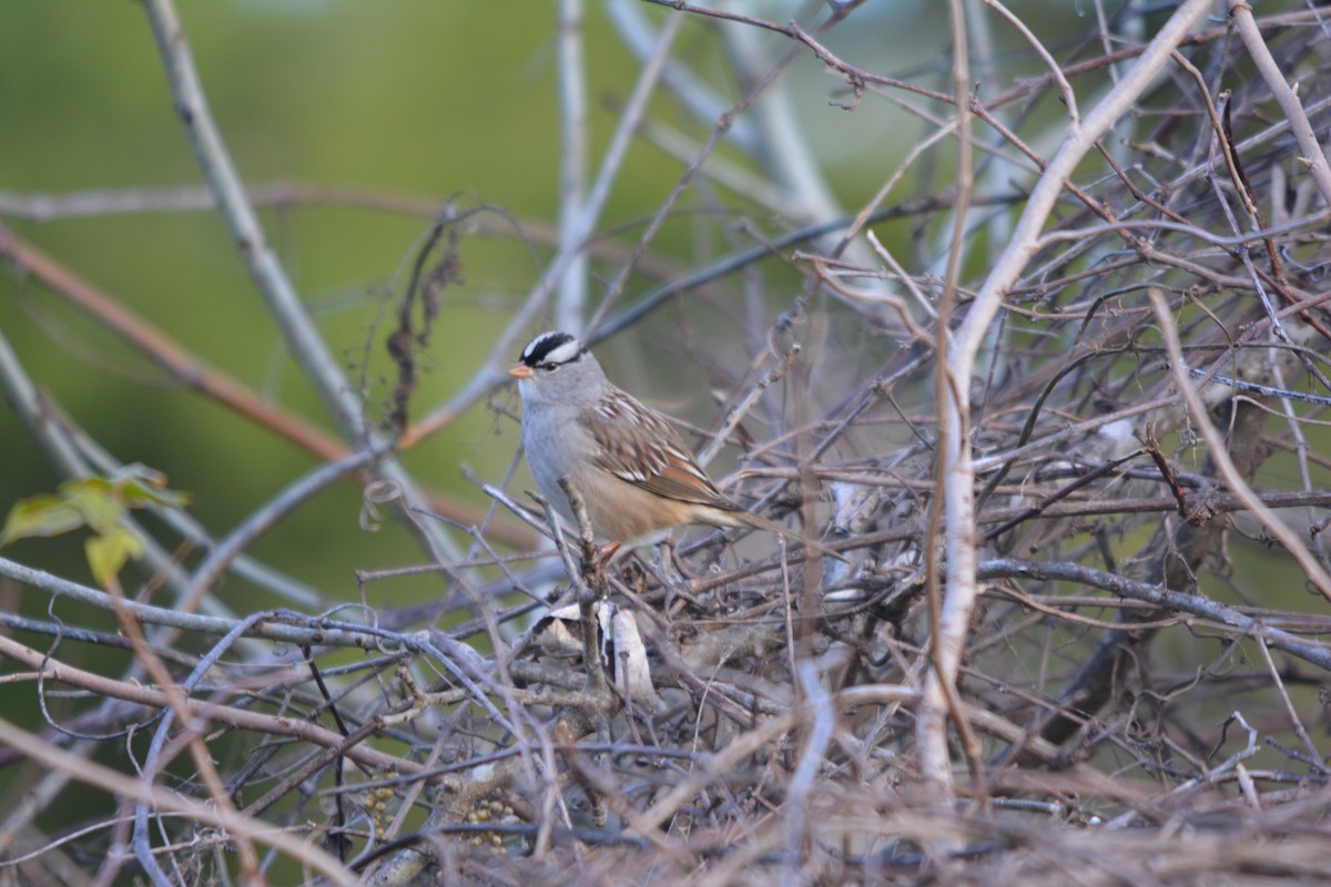 White-crowned Sparrow - ML646002045