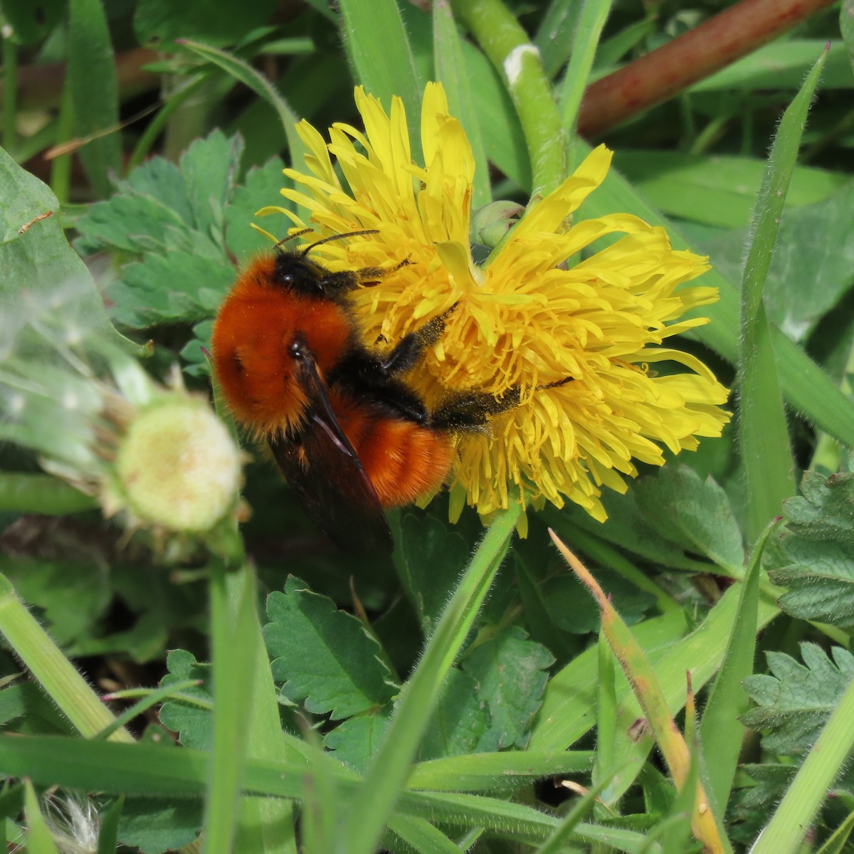 Bumble Bees - ML646002049