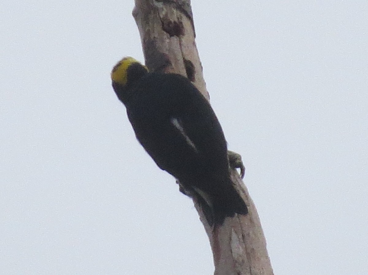 Sarı Kaşlı Ağaçkakan - ML646002050