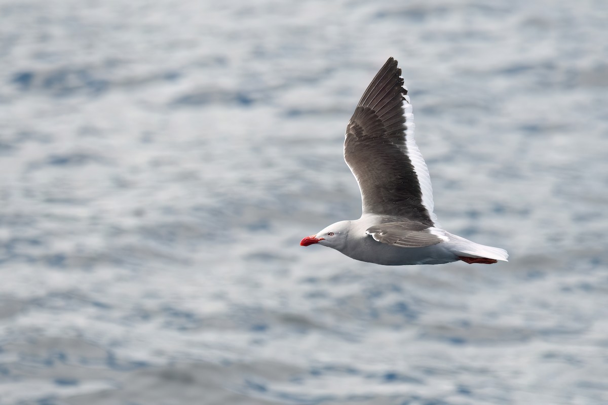 Dolphin Gull - ML646002051