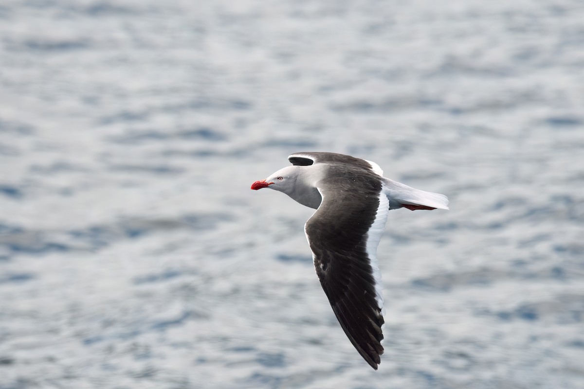 Dolphin Gull - ML646002052