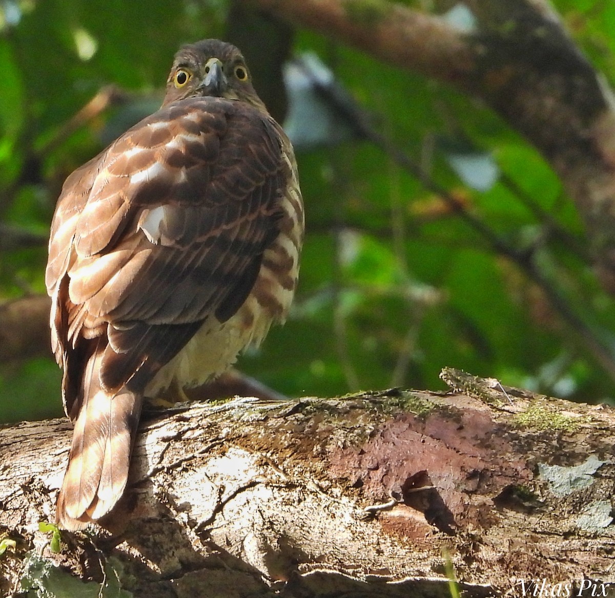 Gavilán Besra - ML646002055