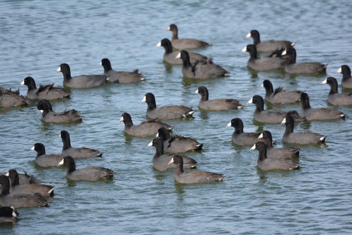 American Coot - ML646002058