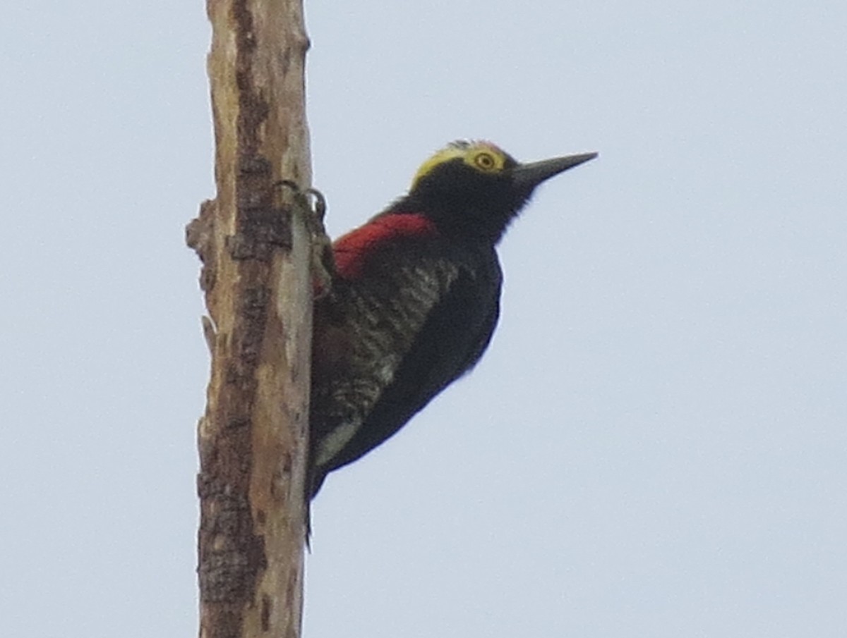 Sarı Kaşlı Ağaçkakan - ML646002059