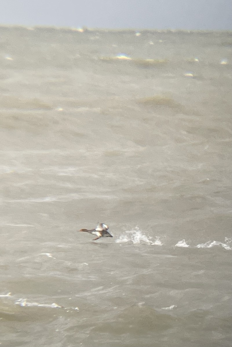 Red-breasted Merganser - ML646002068