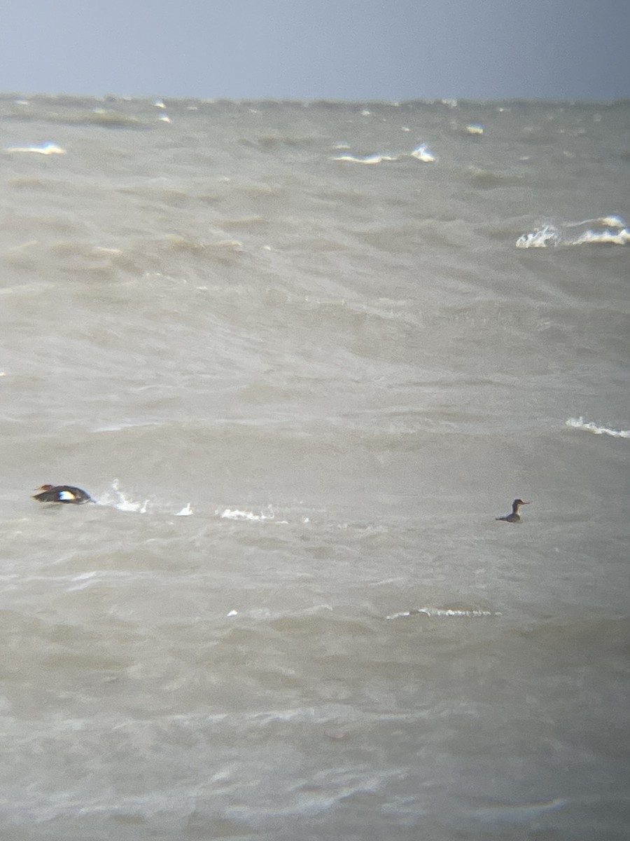 Red-breasted Merganser - ML646002069