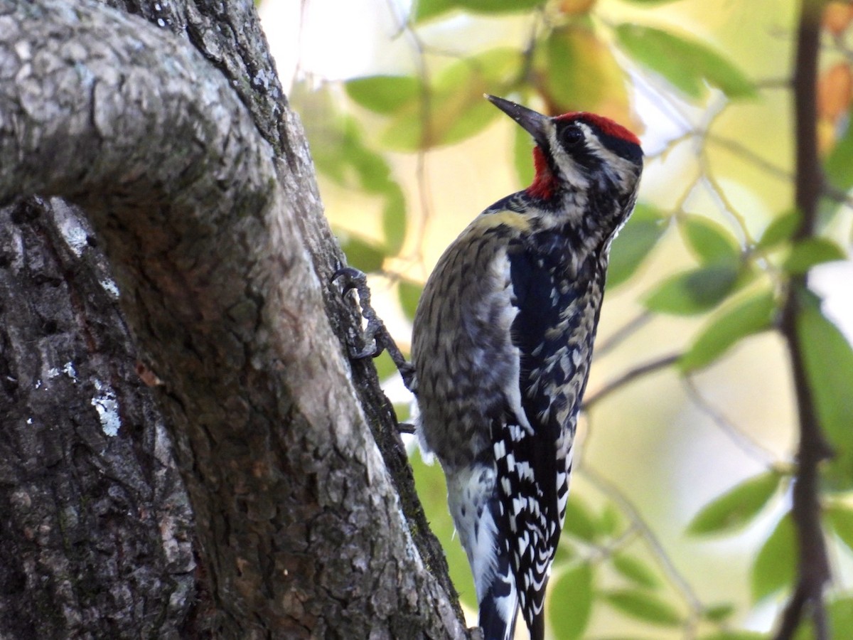 Gelbbauch-Saftlecker - ML646002072