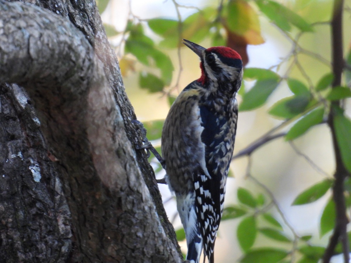 Gelbbauch-Saftlecker - ML646002073