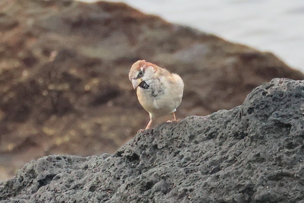 House Sparrow - ML646002074