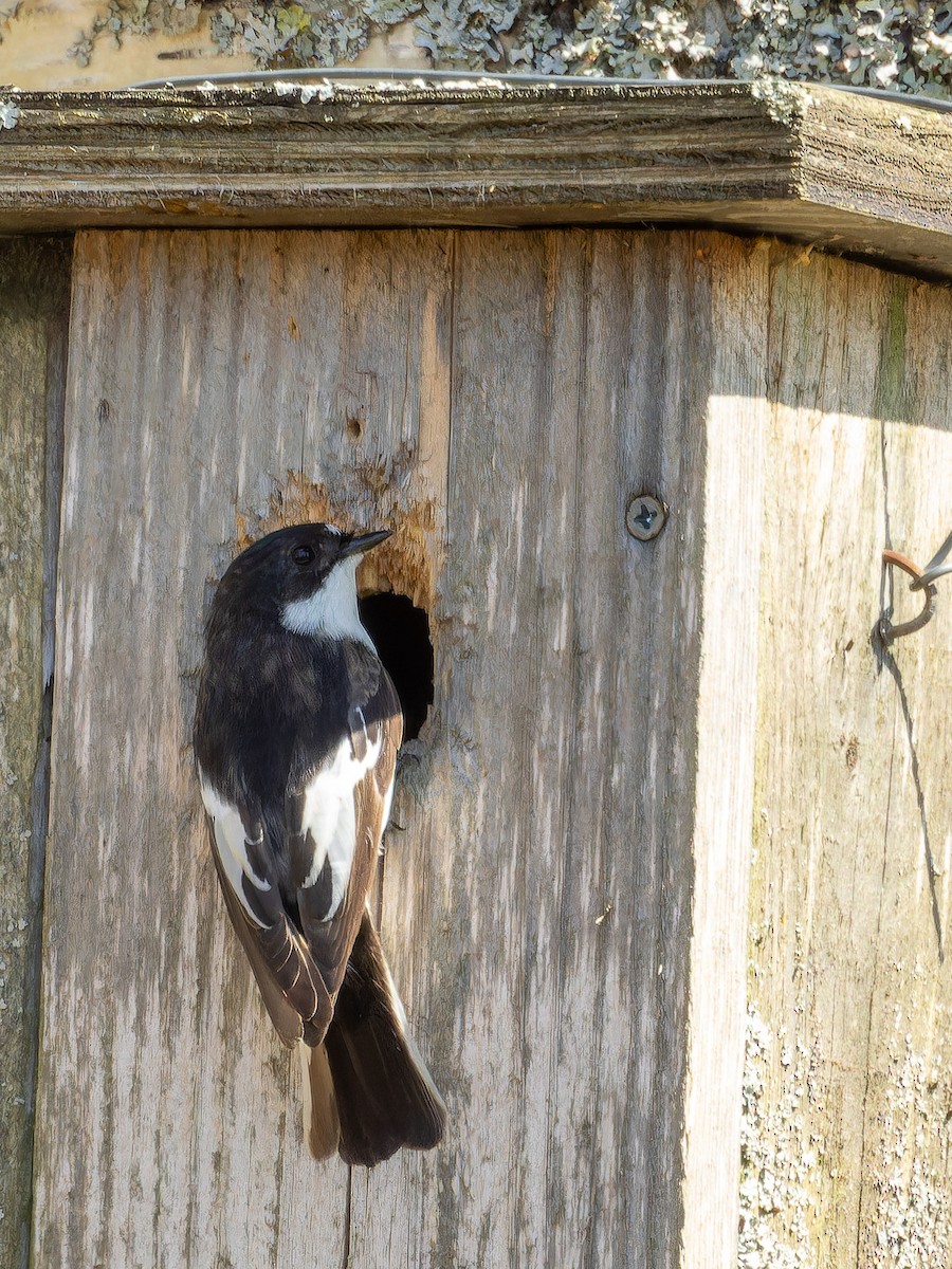European Pied Flycatcher - ML646002078