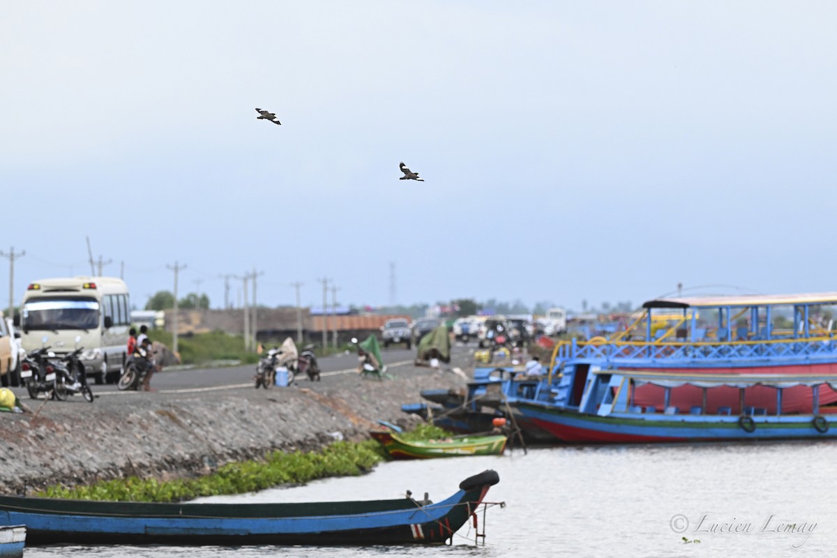 Майна індійська - ML646002095