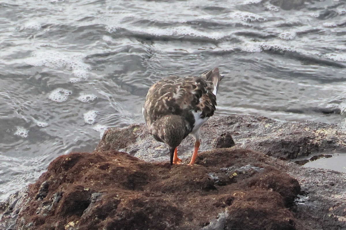 Ruddy Turnstone - ML646002096
