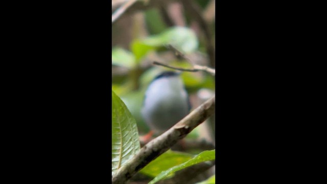 White-bearded Manakin - ML646002098