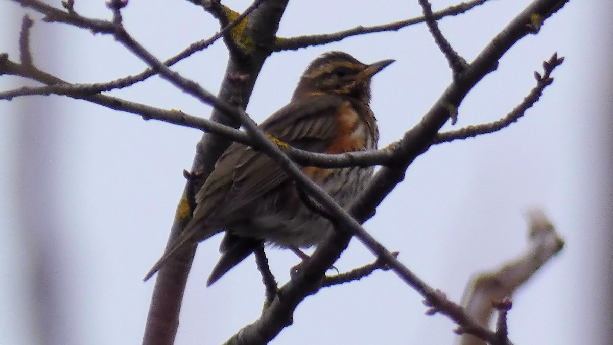 Redwing - ML646002100