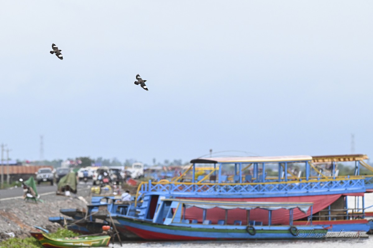 Майна індійська - ML646002102