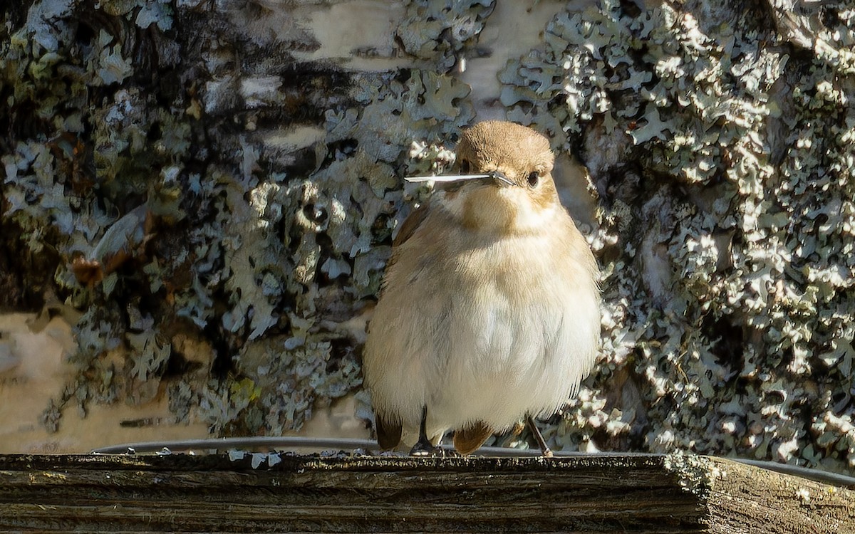 European Pied Flycatcher - ML646002103