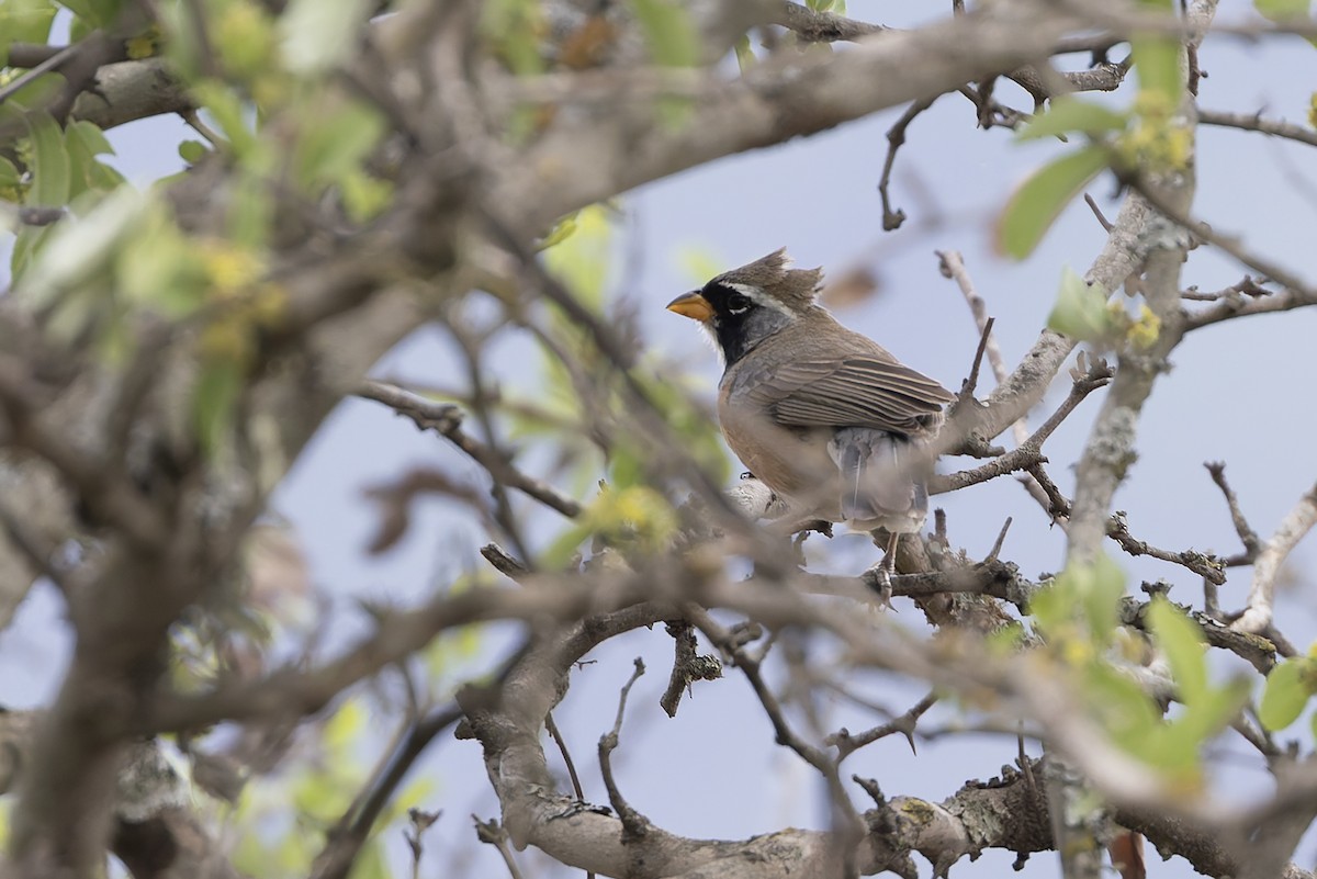 Many-colored Chaco Finch - ML646002110