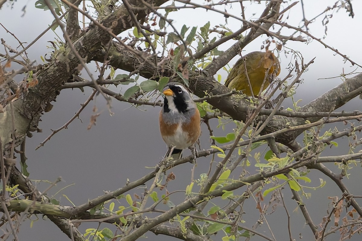 Many-colored Chaco Finch - ML646002111