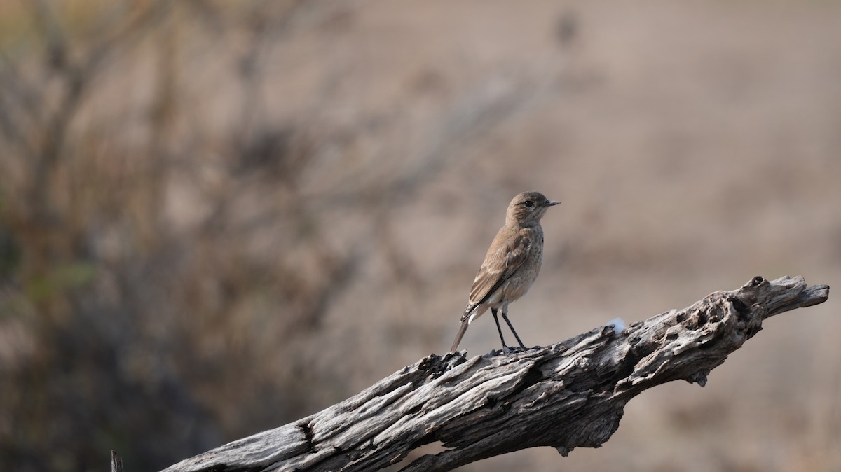Capped Wheatear - ML646002112