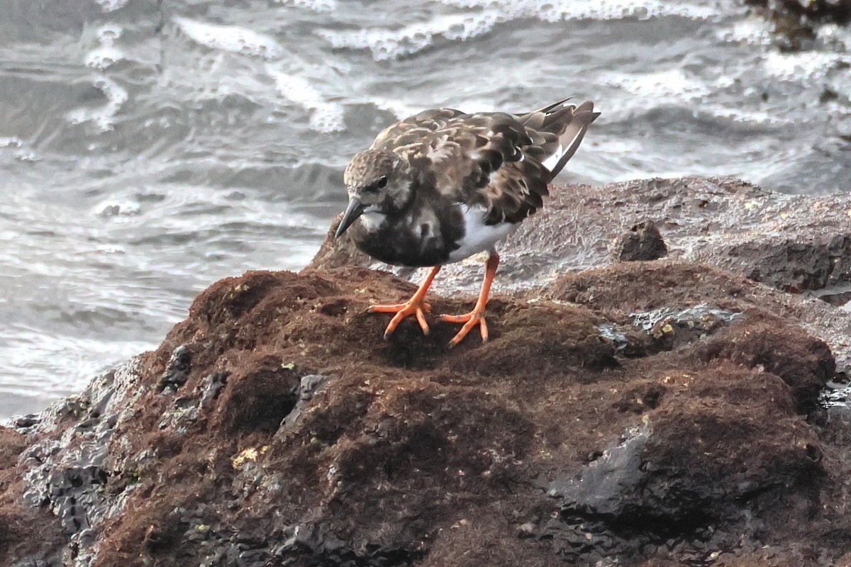 Ruddy Turnstone - ML646002113