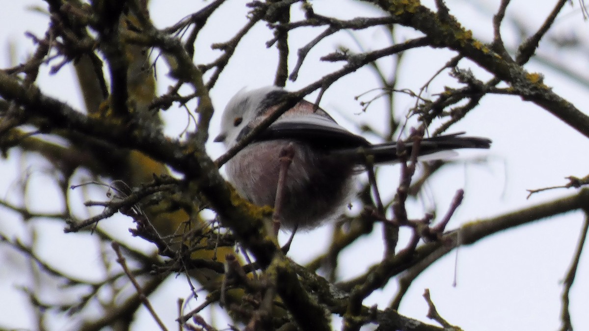 Long-tailed Tit - ML646002114