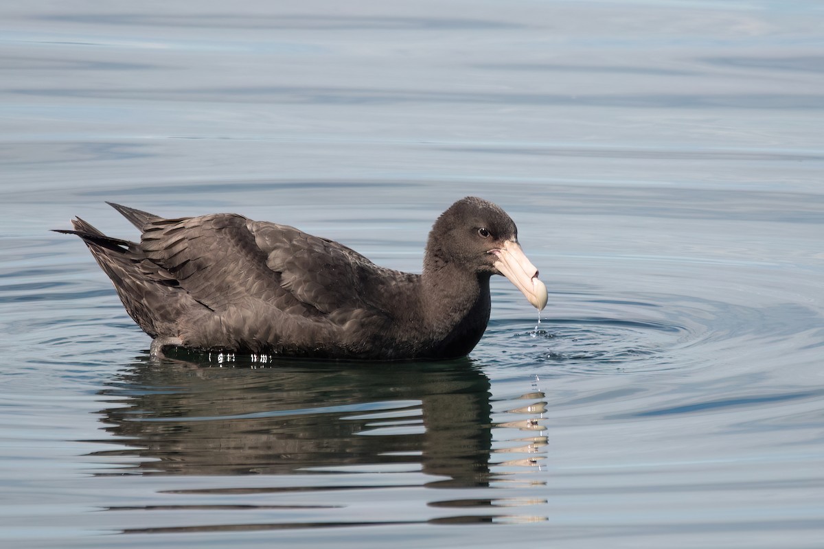 Southern Giant-Petrel - ML646002115