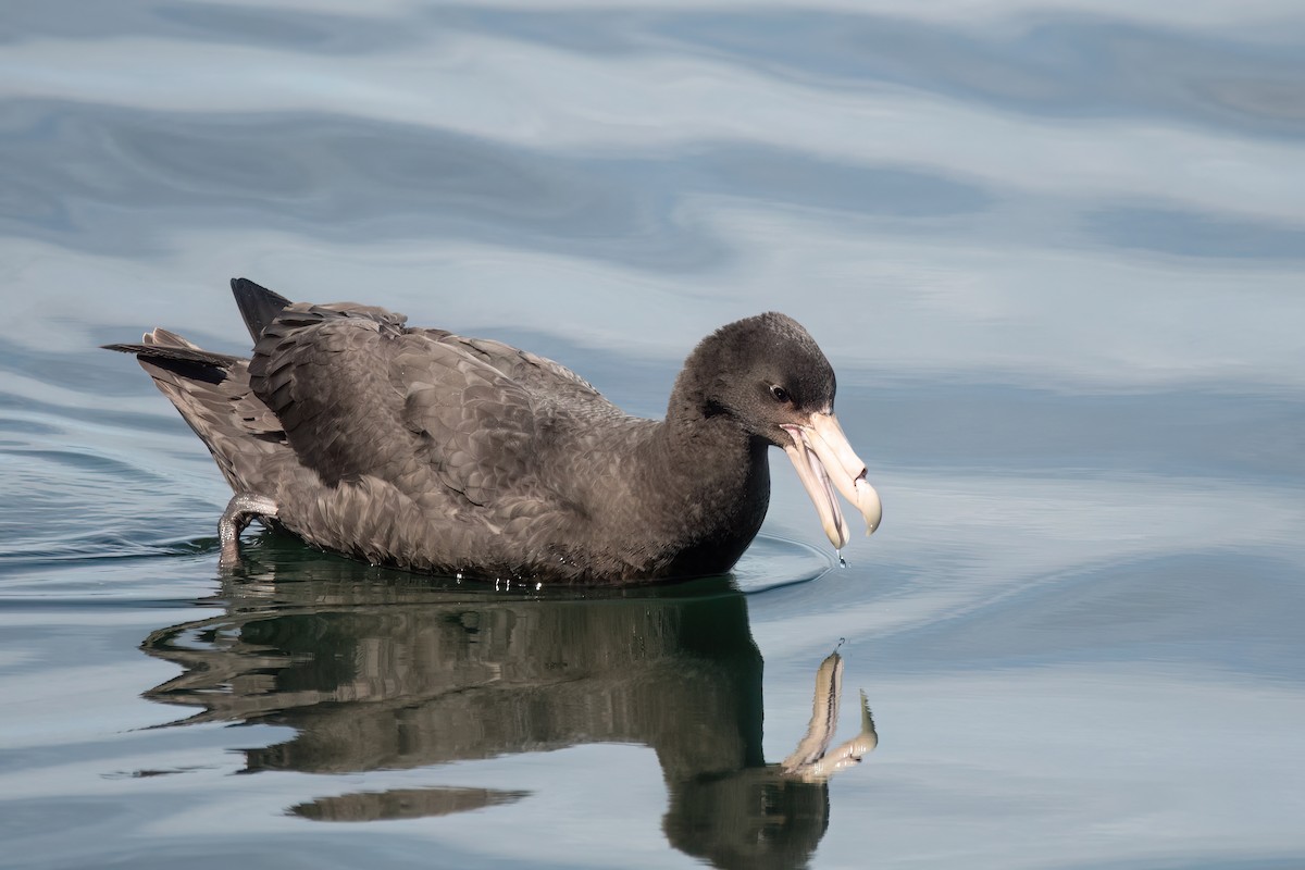 Southern Giant-Petrel - ML646002116
