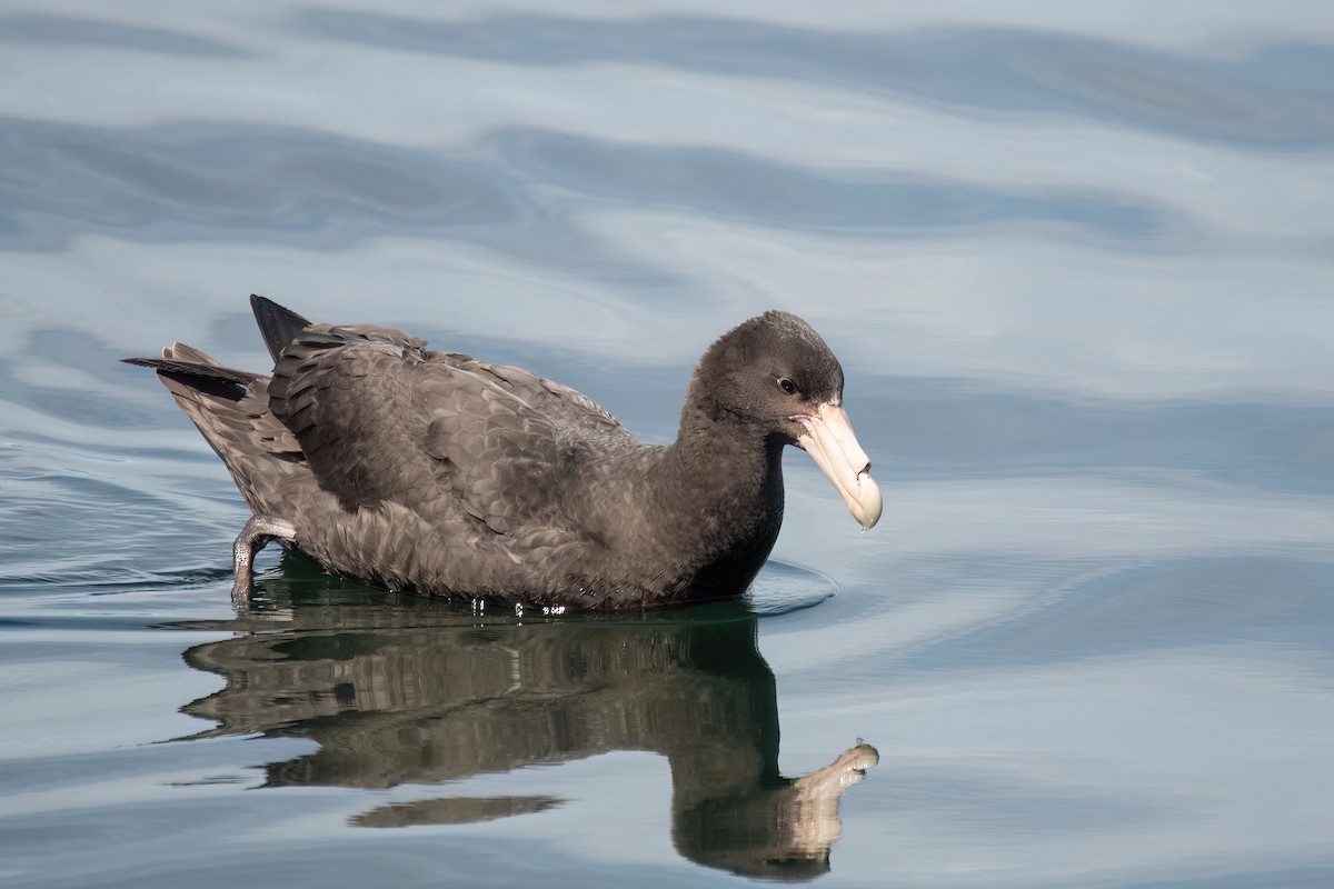 Southern Giant-Petrel - ML646002117