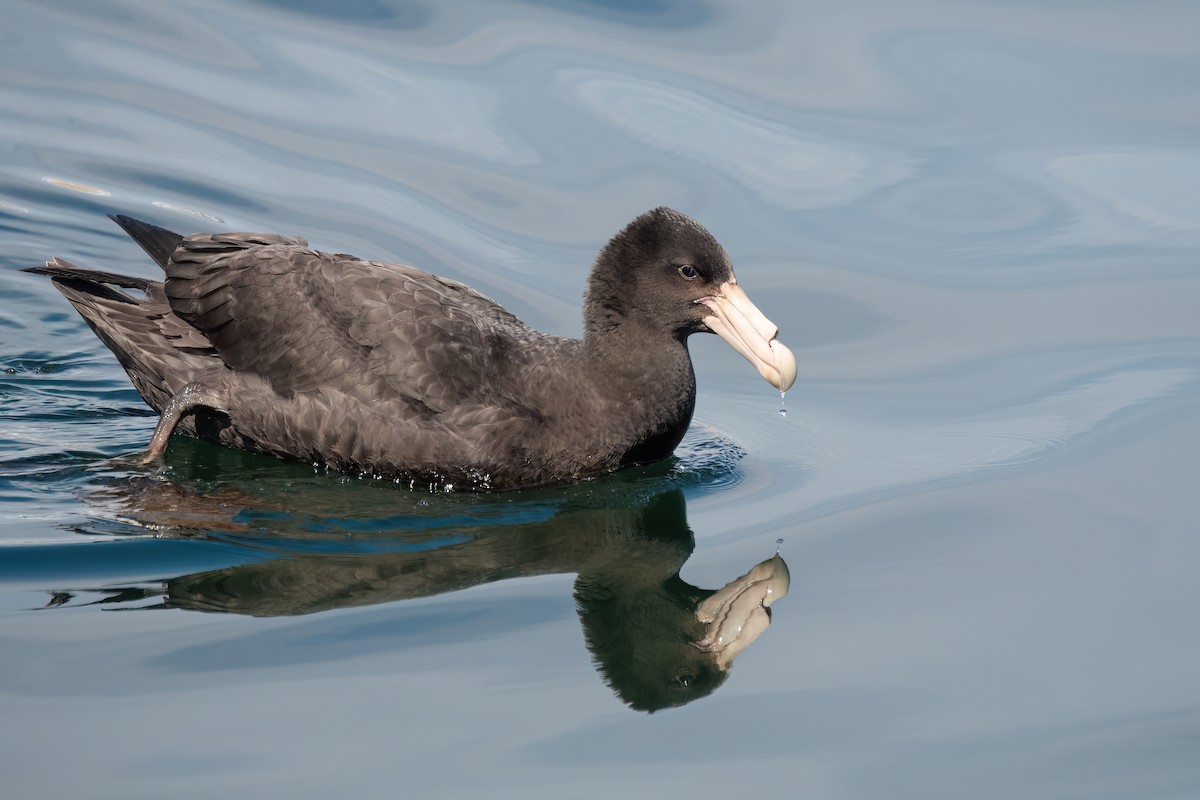 Southern Giant-Petrel - ML646002118