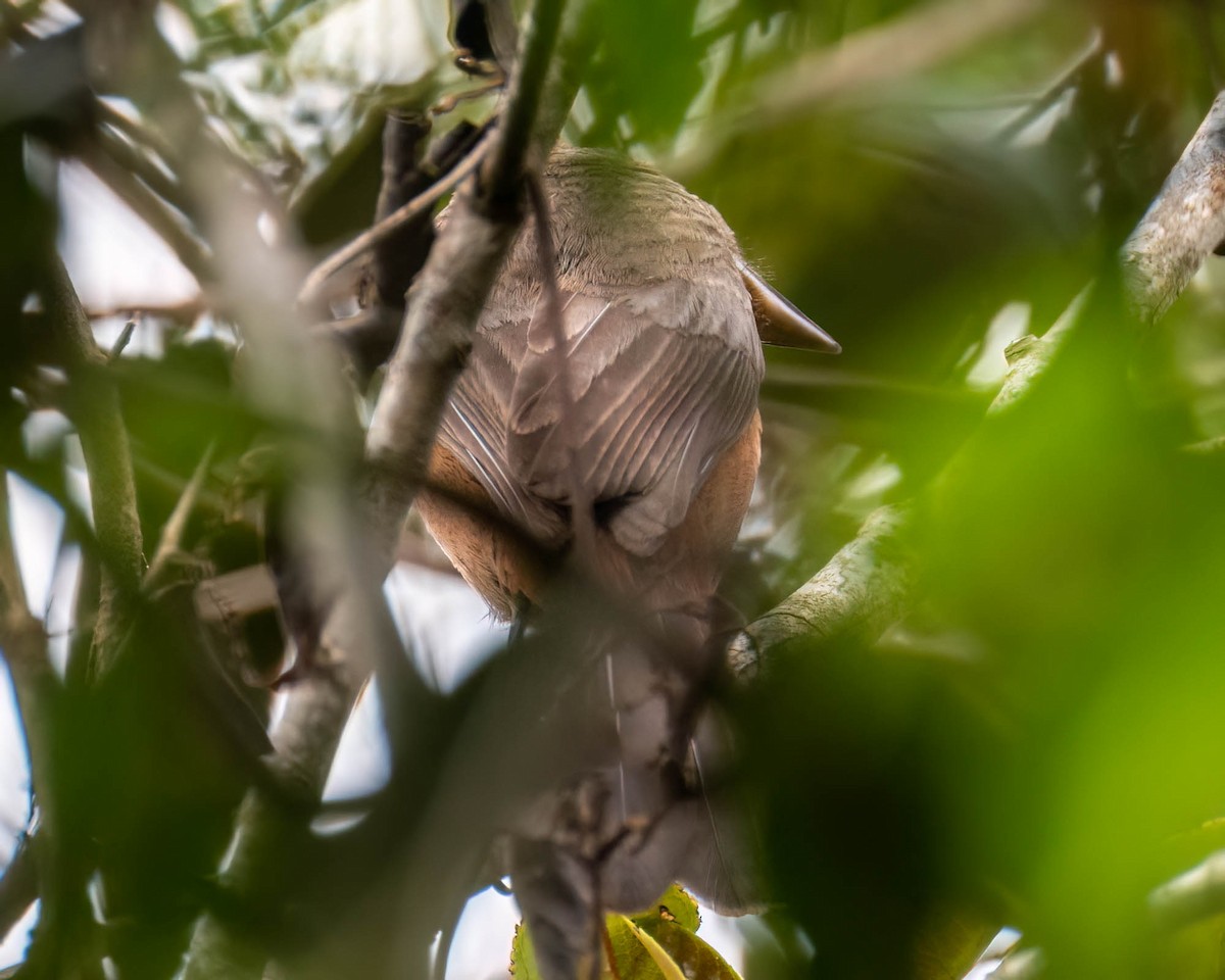 Brazilian Tanager - ML646002119
