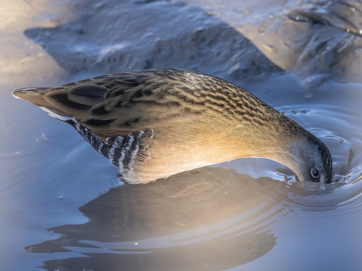 Virginia Rail - ML646002121