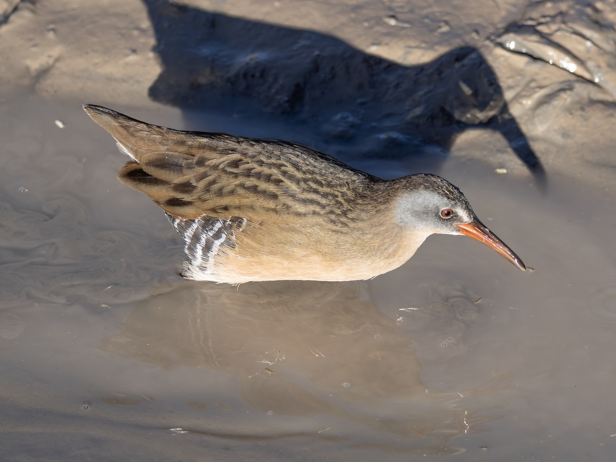 Virginia Rail - ML646002122