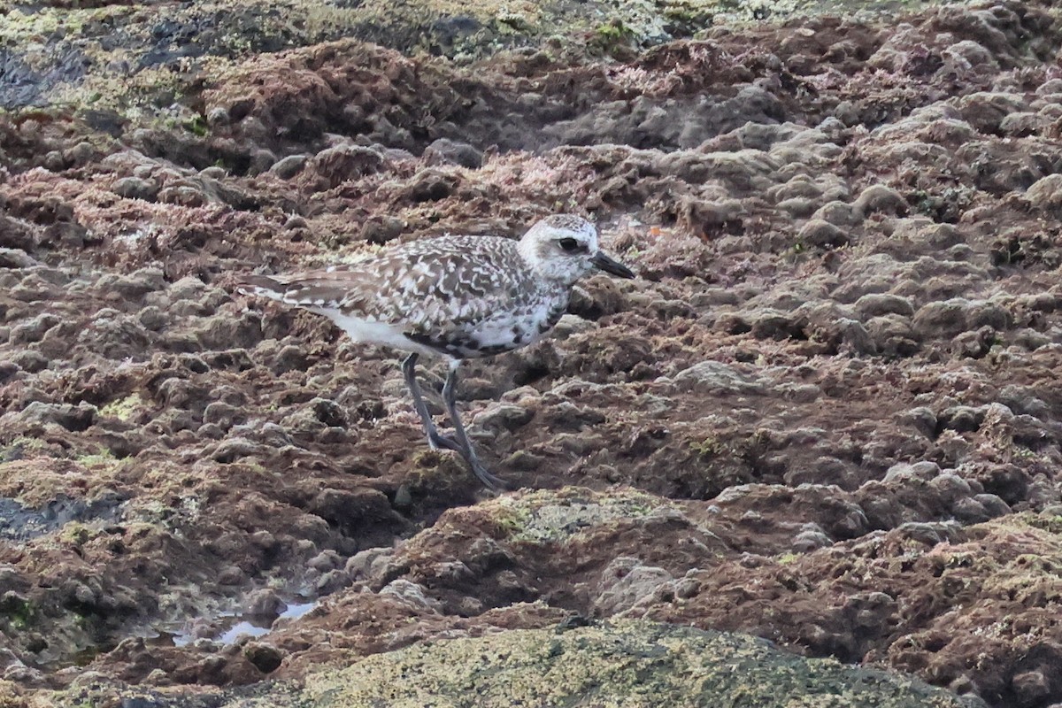 Black-bellied Plover - ML646002129