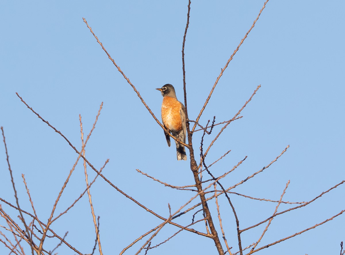 American Robin - ML646002135