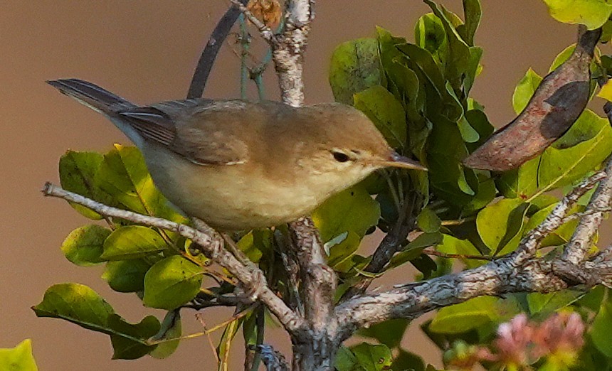 Blyth's Reed Warbler - ML646002136