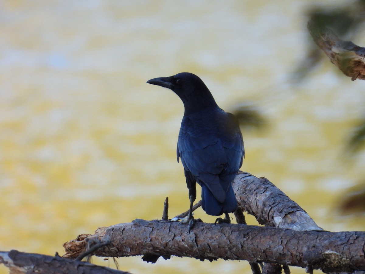 American Crow - ML646002143