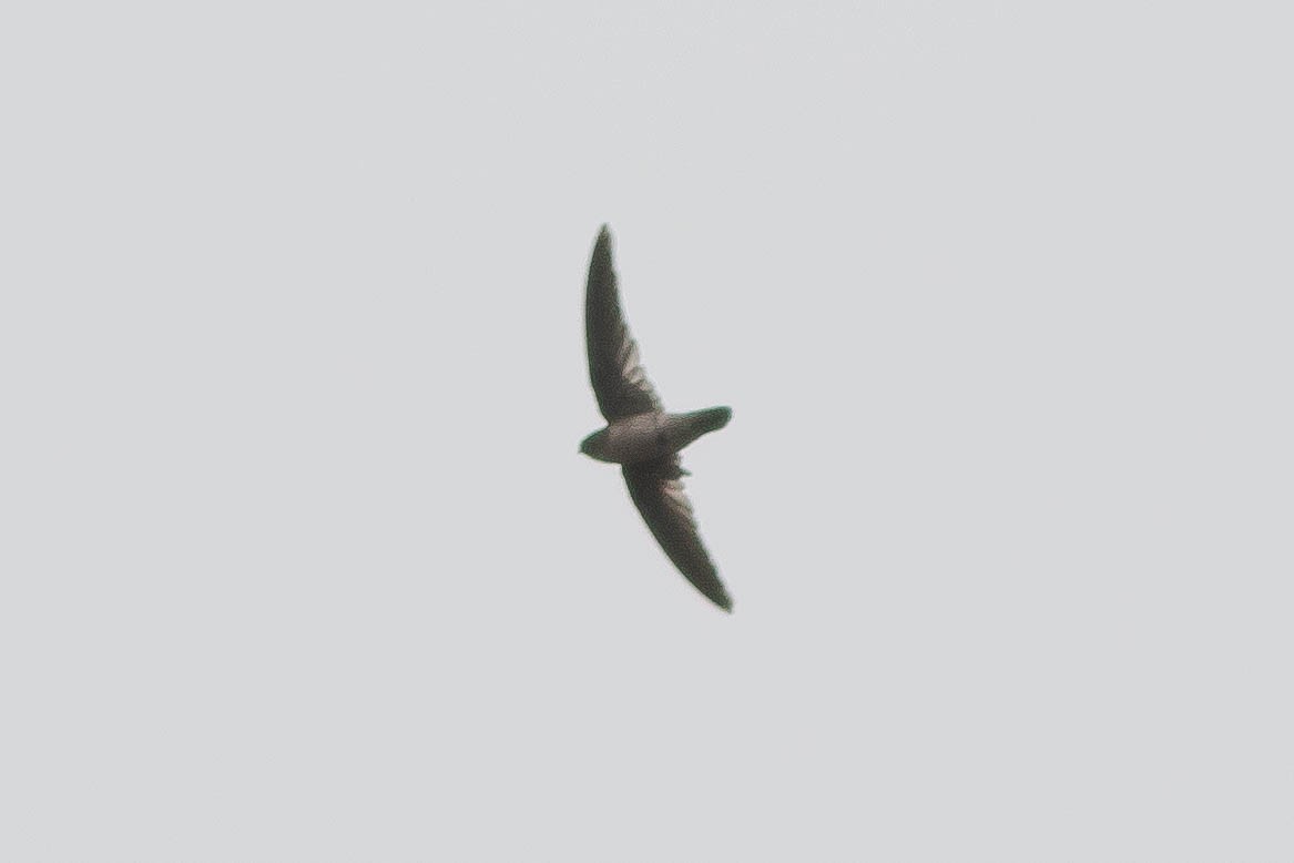 Seychelles Swiftlet - ML646002145