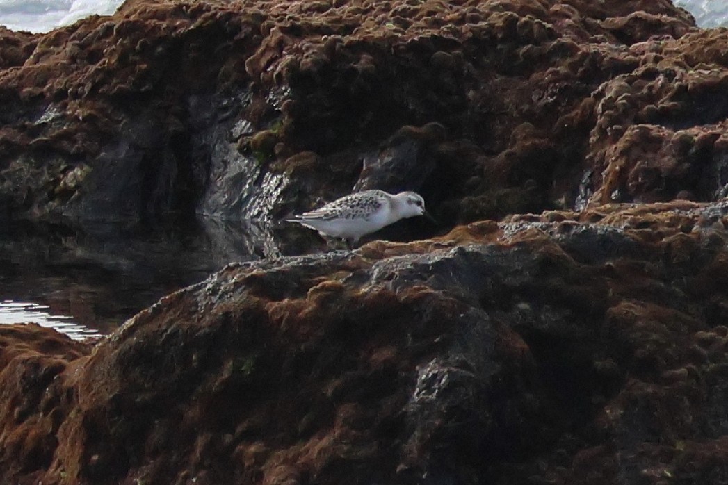 Sanderling - ML646002148