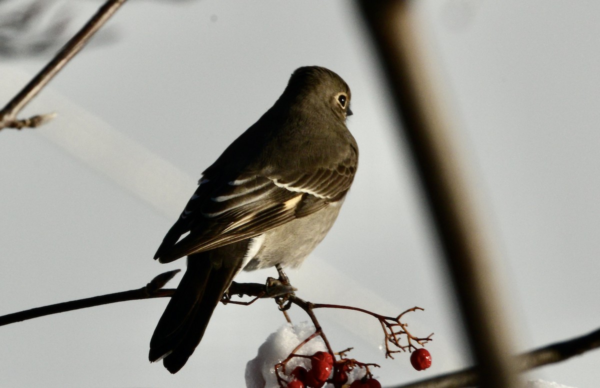 Townsend's Solitaire - ML646002149