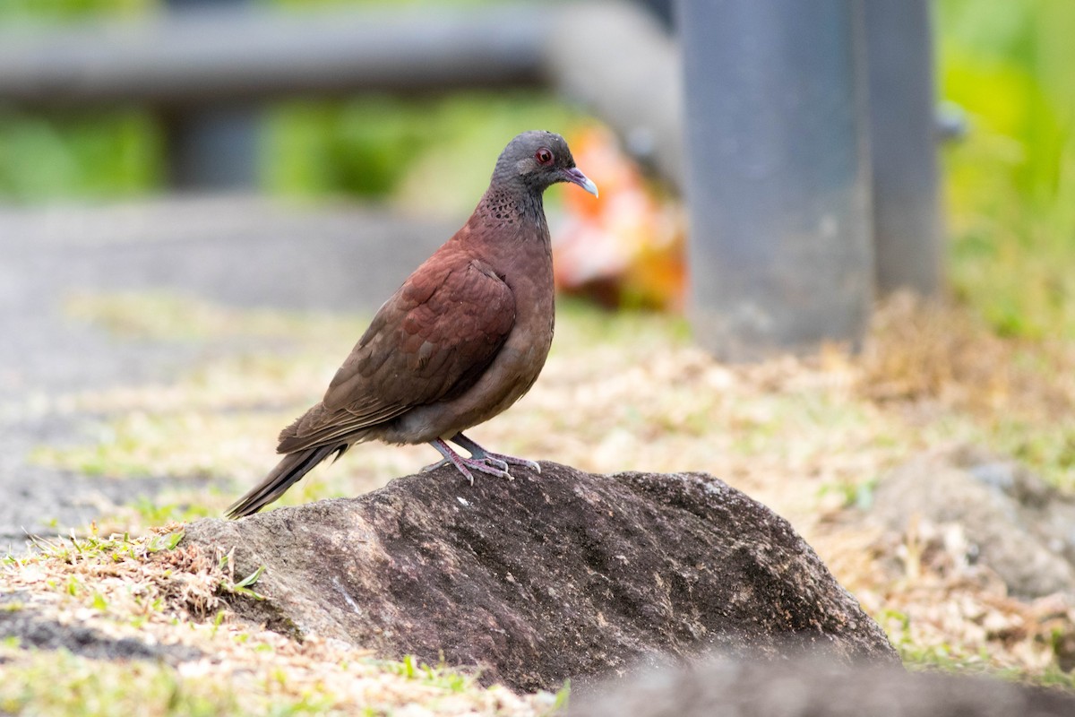 Malagasy Turtle-Dove - ML646002150